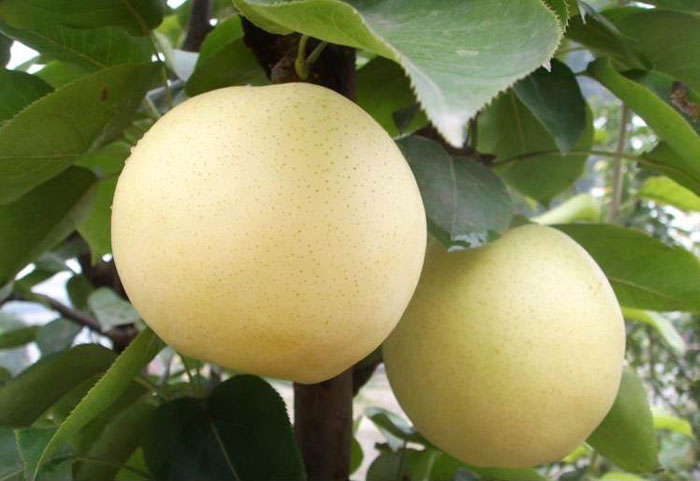 Golden Pear