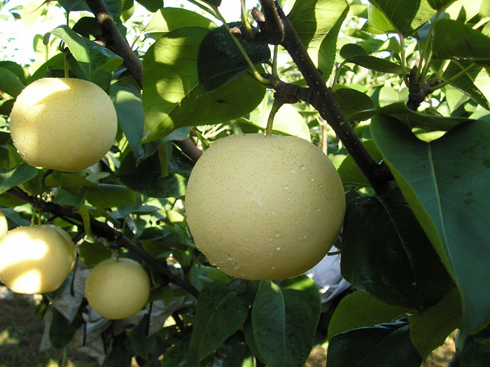 Shuijing Pear