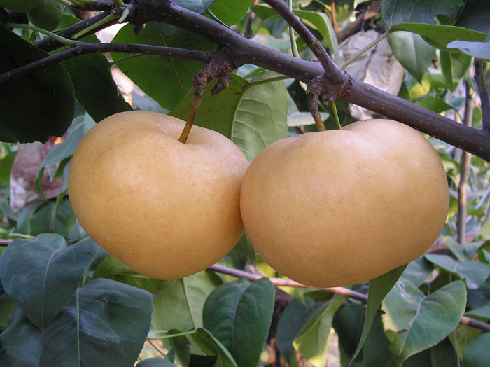 Nanshui  Pear