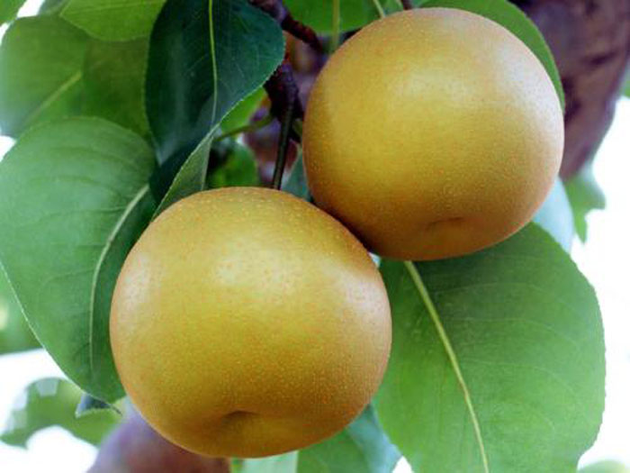 Singo Pear