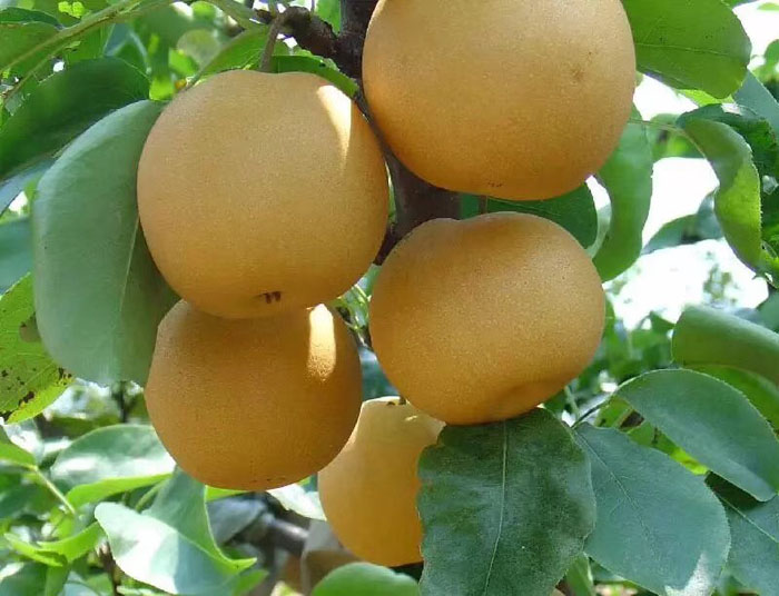 Fengshui Pear