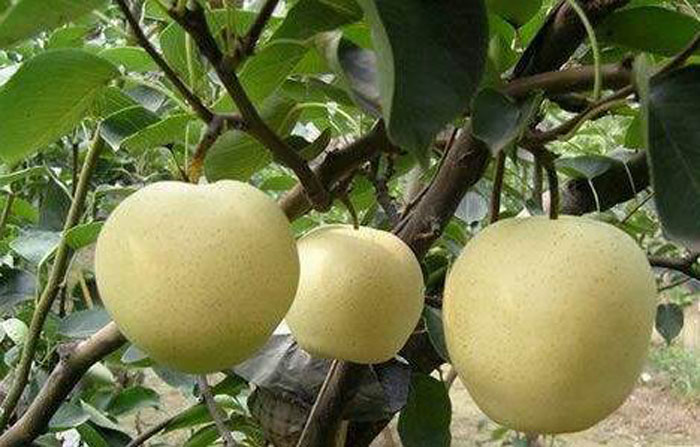 Xueqing Pear