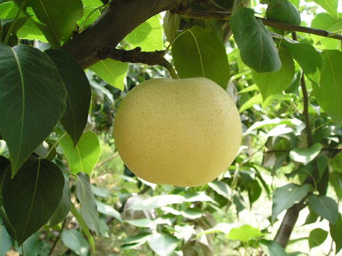 Emerald Pear