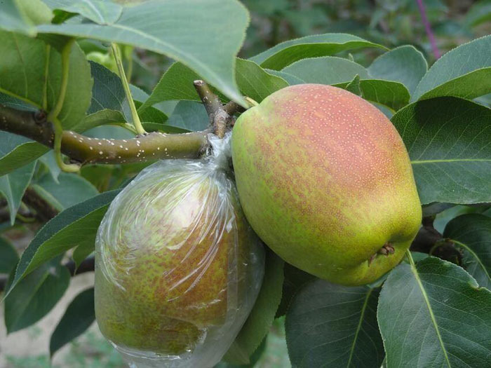 New No.7 Pear