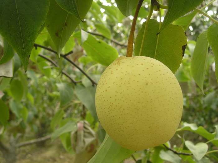 Ya Pear