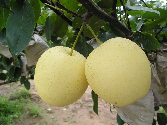 Crown Pear