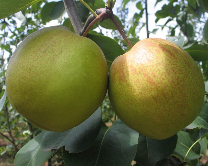 Yulu fragrant pear